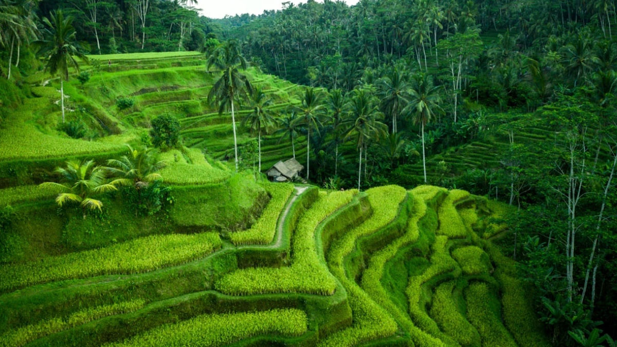Ubud Rice Terrace Bali Indonesia